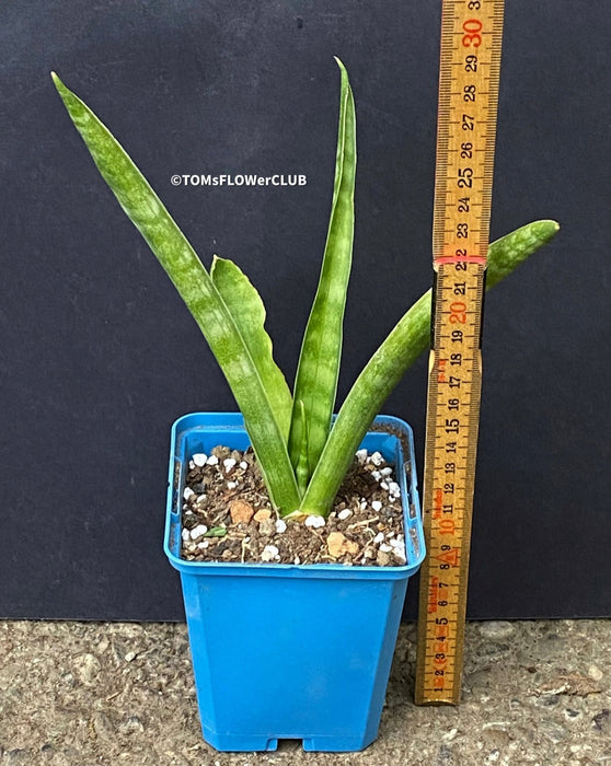 sansevieria javanica Sansevieria Javanica