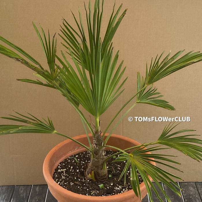 Trachycarpus wagnerianus in clay pot, palm tree, organically grown plants for sale at TOMs FLOWer CLUB.