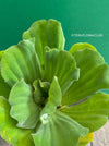 Pistia stratiotes / Water Lettuce in glass vase, organically grown tropical plants for sale at TOMsFLOWer CLUB.