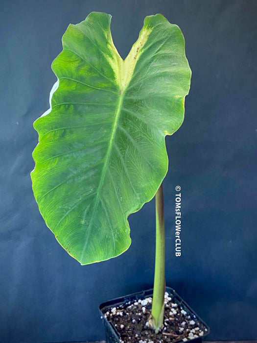 Colocasia Esculenta White Lava, organically grown tropical plants for sale at TOMsFLOWer CLUB.
