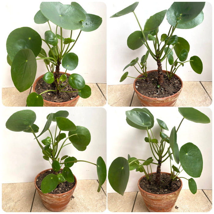 Pilea Peperomioides in a clay pot