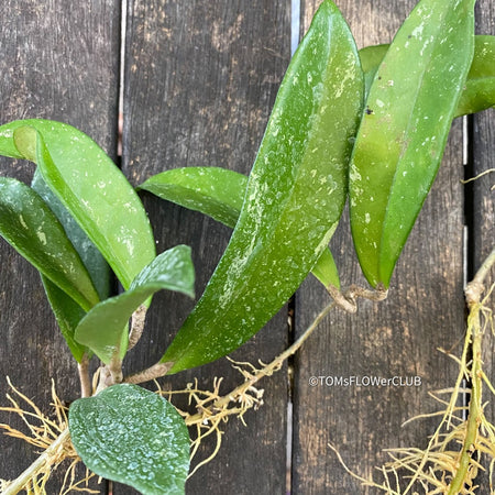 Hoya pubicalyx, cutting, Steckling, Wachsblume, Voskovka, organically grown tropical Hoya plants for sale at TOMsFLOWer CLUB.