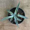Agave Neomexicana sun loving and hardy succulent plant for sale at TOMsFLOWer CLUB