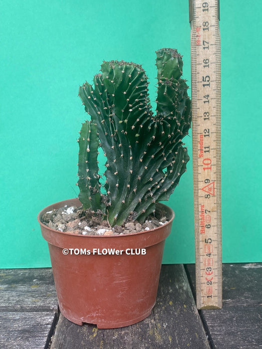Euphorbia triangularis cristata, organically grown succulent plants for sale at TOMsFLOWer CLUB.
