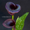 Calla Cantor, organically grown plants for sale at TOMsFLOWer CLUB.