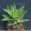 Aloe Maculata Aurea Variegata, organically grown succulent plants for sale at TOMs FLOWer CLUB.