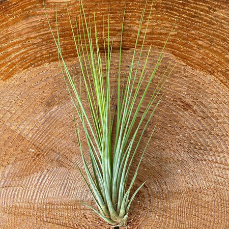 Tillandsia juncifolia, organically grown air plants for sale at TOMs FLOWer CLUB.