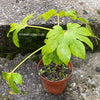 Fatsia japonica, organically grown plants for sale at TOMsFLOWer CLUB.