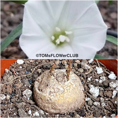 Ipomoea Simplex, organically grown succulent and caudex plants for sale at TOMsFLOWer CLUB.