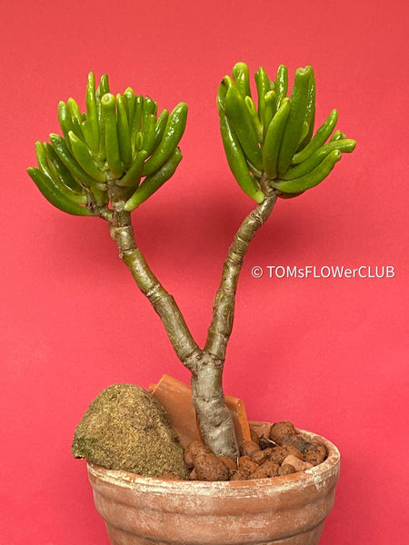 Crassula Ovata Gollum bonsai tree, organically grown succulent plants for sale at TOMsFLOWer CLUB.