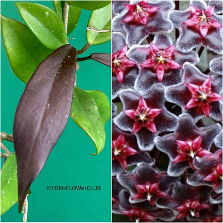 Hoya Pubicalyx Royal Hawaiian Purple, Hoya, Wachsblume, Voskovka, organically grown tropical plants for sale, TOMs FLOWer CLUB.