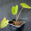 Colocasia Esculenta Mojito, organically grown tropical plants for sale at TOMsFLOWer CLUB.
