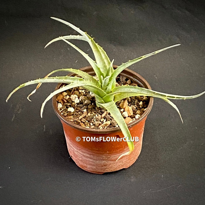 Puya Pichidangui, organically grown succulent plants for sale at TOMsFLOWer CLUB.