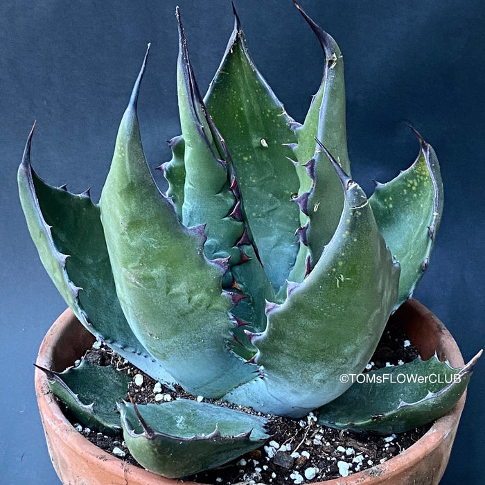 Agave Ferox, sun loving succulent plants for sale by TOMsFLOWer CLUB.