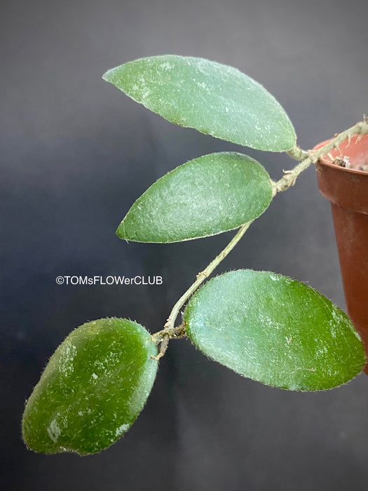 Hoya Caudata, organically grown tropical hoya plants for sale at TOMsFLOWer CLUB.