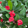 Euphorbia milii, Crown of Thorns, organically grown succulent plants for sale at TOMsFLOWer CLUB.