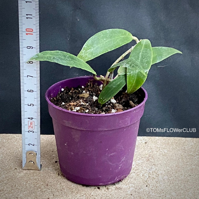 Hoya blashernaezii, organically grown tropical plants for sale at TOMsFLOWer CLUB.