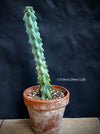 Myrtillocactus Fukurokuryuzinboku, organically grown succulent plants and cactus for sale at TOMsFLOWer CLUB.
