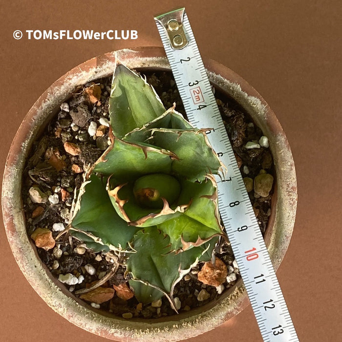 Agave Titanota, sun loving succulent plants for sale by TOMsFLOWer CLUB.