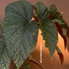 Begonia Lucerna / Corallina de Lucerna / Angel Wing Begonia, organically grown tropical plants for sale at TOMs FLOWer CLUB.