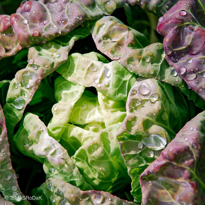 Cabbage after the rain, leaf scape art photo collection by TOMas Rodak for sale at TOMs FLOWer CLUB.