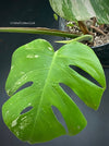 Monstera Deliciosa Borsigiana Albo Variegata, stem cutting, organically grown tropical plants for sale at TOMsFLOWer CLUB.