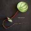 Peperomia Argyreia, organically grown succulent plants for sale at TOMsFLOWer CLUB.