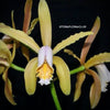 Cattleya forbesii, brownish yellow flowering orchid, organically grown tropical plants for sale at TOMsFLOWer CLUB.