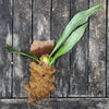 Staghorn fern Platycerium bifurcatum care Fern for mounting for sale Staghorn fern care tips Indoor fern plant Platycerium bifurcatum propagation Mounting a Platycerium bifurcatum Fern for vertical gardens Platycerium bifurcatum wall mount Platycerium bifurcatum hanging fern Fern for tropical gardens Platycerium bifurcatum epiphytic fern Unique fern plant Platycerium bifurcatum natural habitat Fern for humidity-loving plants Platycerium bifurcatum for terrariums Fern for decorative displays TOMs FLOWer CLUB