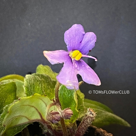 Saintpaulia ionantha grotei / African Violet, organically grown tropical plants for sale at TOMsFLOWer CLUB.