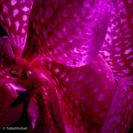 Pink Wanda Orchid flower, leaf scape art photo collection by TOMas Rodak for sale at TOMs FLOWer CLUB.