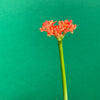 Flowering Jatropha Podagrica, organically grown caudex  plants for sale at TOMsFLOWer CLUB.