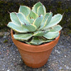 Agave Potatorum Albo Variegata sun loving succulent plant for sale at TOMsFLOWer CLUB