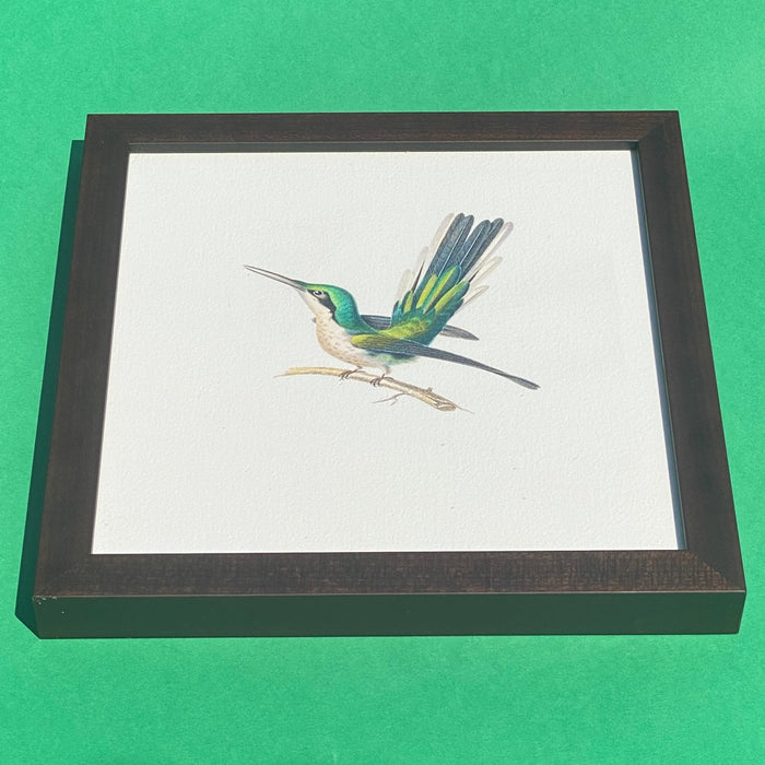 Hummingbird print on paper, 25 x 25cm, by Rafael Neff (represented by LUMAS), from the "Small Open Edition", 2011, in brown wooden frame 28x28cm behind glass for sale by TOMs FLOWer CLUB.