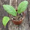 Hoya incrassata, organically grown tropical hoya plants for sale at TOMsFLOWer CLUB.