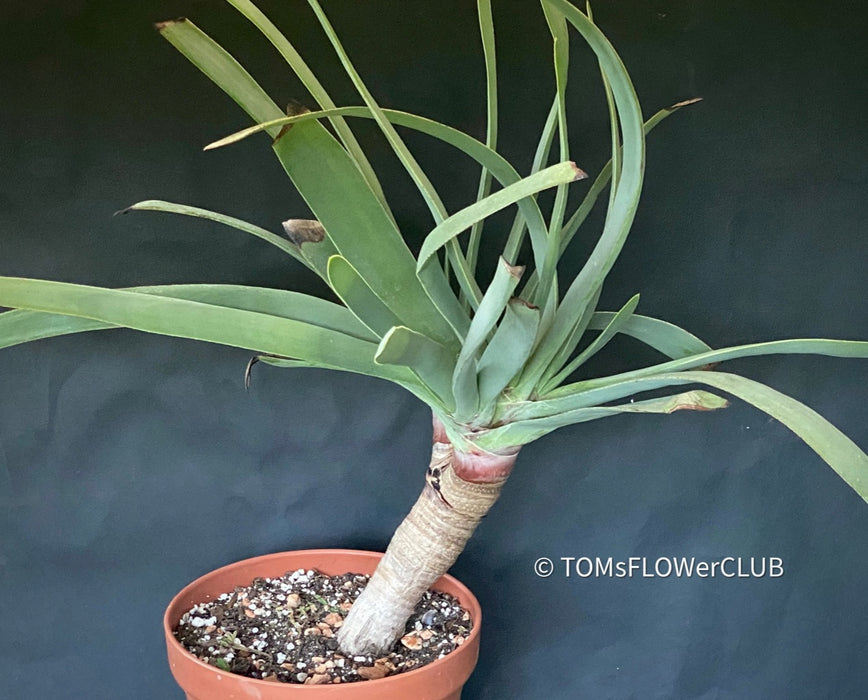 Aloe Plicatilis (fan aloe - four-way branched)