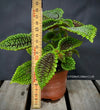 Pilea Involucrata, organically grown tropical plants for sale at TOMsFLOWer CLUB.