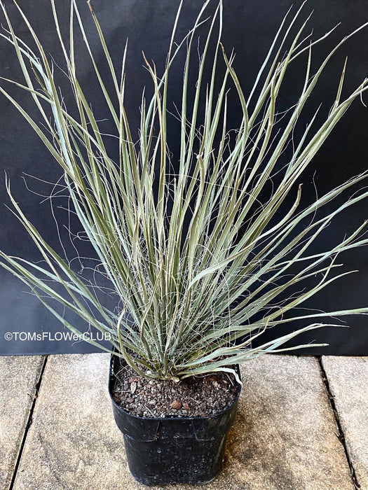 Yucca Elata, organically grown succulent plants for sale at TOMsFLOWer CLUB.