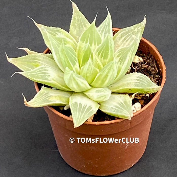 Haworthia magnifica acuminata 'Grey Ghost'- Haworthia retusa, organically grown succulent plants for sale at TOMsFLOWer CLUB.