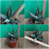 Sansevieria Pinguicula, organically grown succulent plants for sale at TOMsFLOWer CLUB.