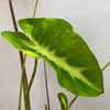 Colocasia Esculenta White Lava, organically grown tropical plants for sale at TOMsFLOWer CLUB.