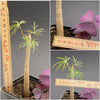 Jatropha Multifida, coral tree, organically grown tropical hoya plants for sale at TOMsFLOWer CLUB.