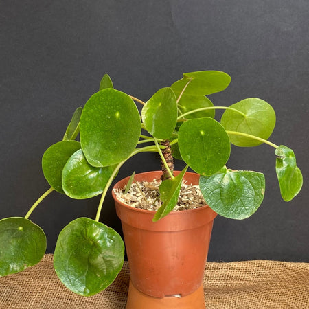 Pilea peperomioides on stem, organically grown tropical plants for sale at TOMsFLOWer CLUB.