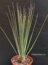 Dasylirion Serratifolium, Mexican gras, organically grown, succulent, caudex, plants for sale, TOMs FLOWer CLUB, TOMsFLOWerCLUB.