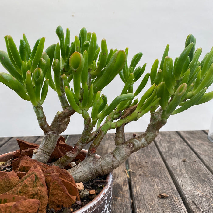 Crassula Ovata Gollum - 5 years old bonsai