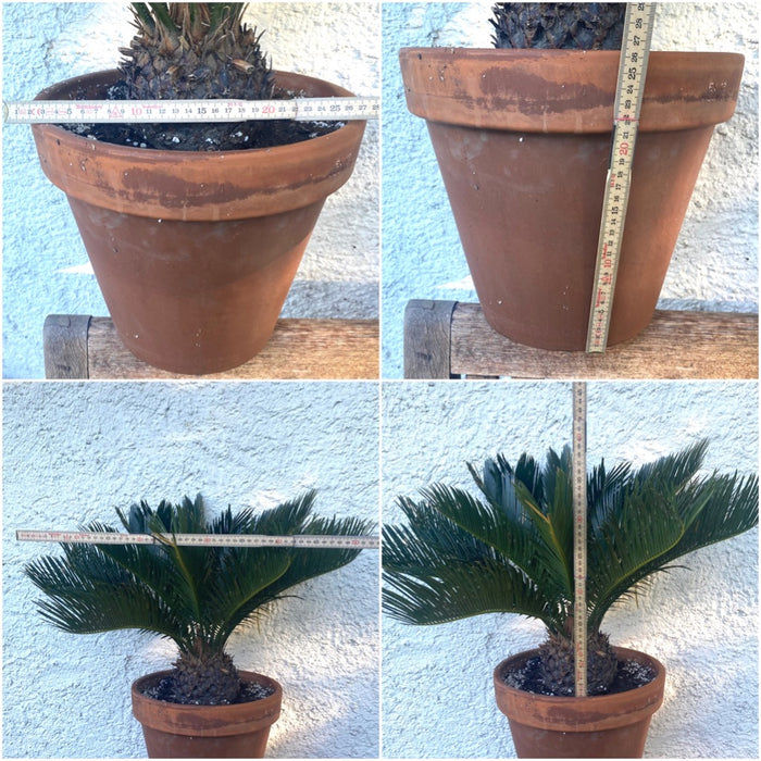 Cycas Revoluta, organically grown tropical plants for sale at TOMsFLOWer CLUB. 