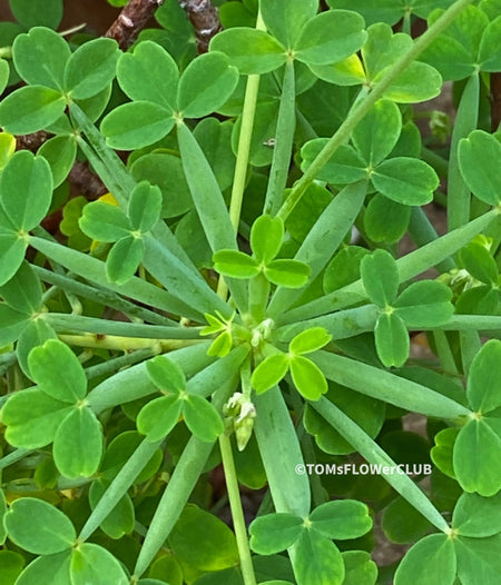 Oxalis megalorrhiza, lucky clover, shamrock, organically grown plants for sale at TOMsFLOWer CLUB.