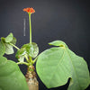 Jatropha Podagrica, organically grown caudex plants for sale at TOMsFLOWer CLUB.