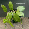 Hoya carnosa, organically grown tropical plants for sale at TOMsFLOWer CLUB.
