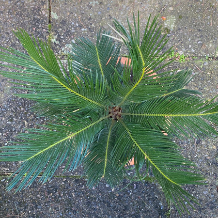 Cycas Revoluta, organically grown palm fern plants for sale at TOMsFLOWer CLUB